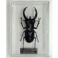 Figure - World Insect DATA BOOK