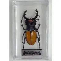 Figure - World Insect DATA BOOK