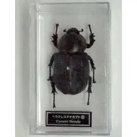 Figure - World Insect DATA BOOK