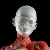 Figure (人体筋肉模型 女性Ver. レッド 1/12)